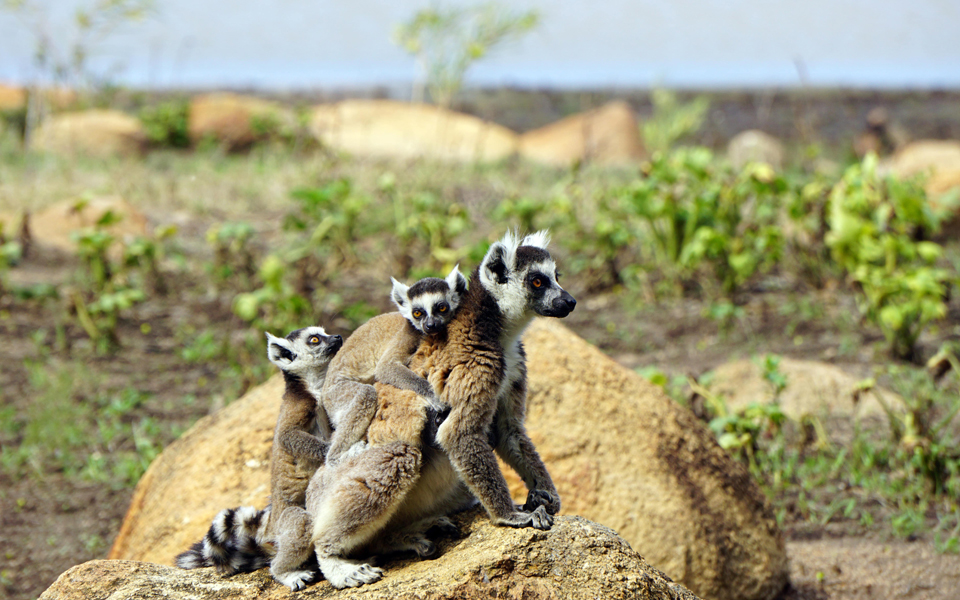 Ring tail lemur family- a female with twins