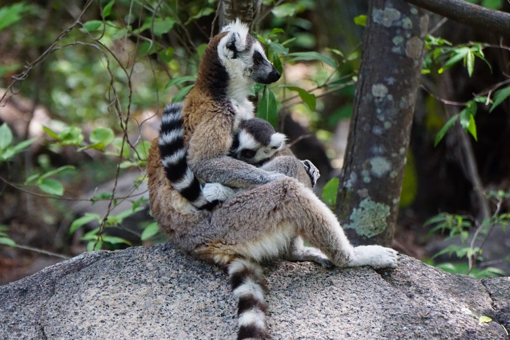 Ringtail lemur mother with her young