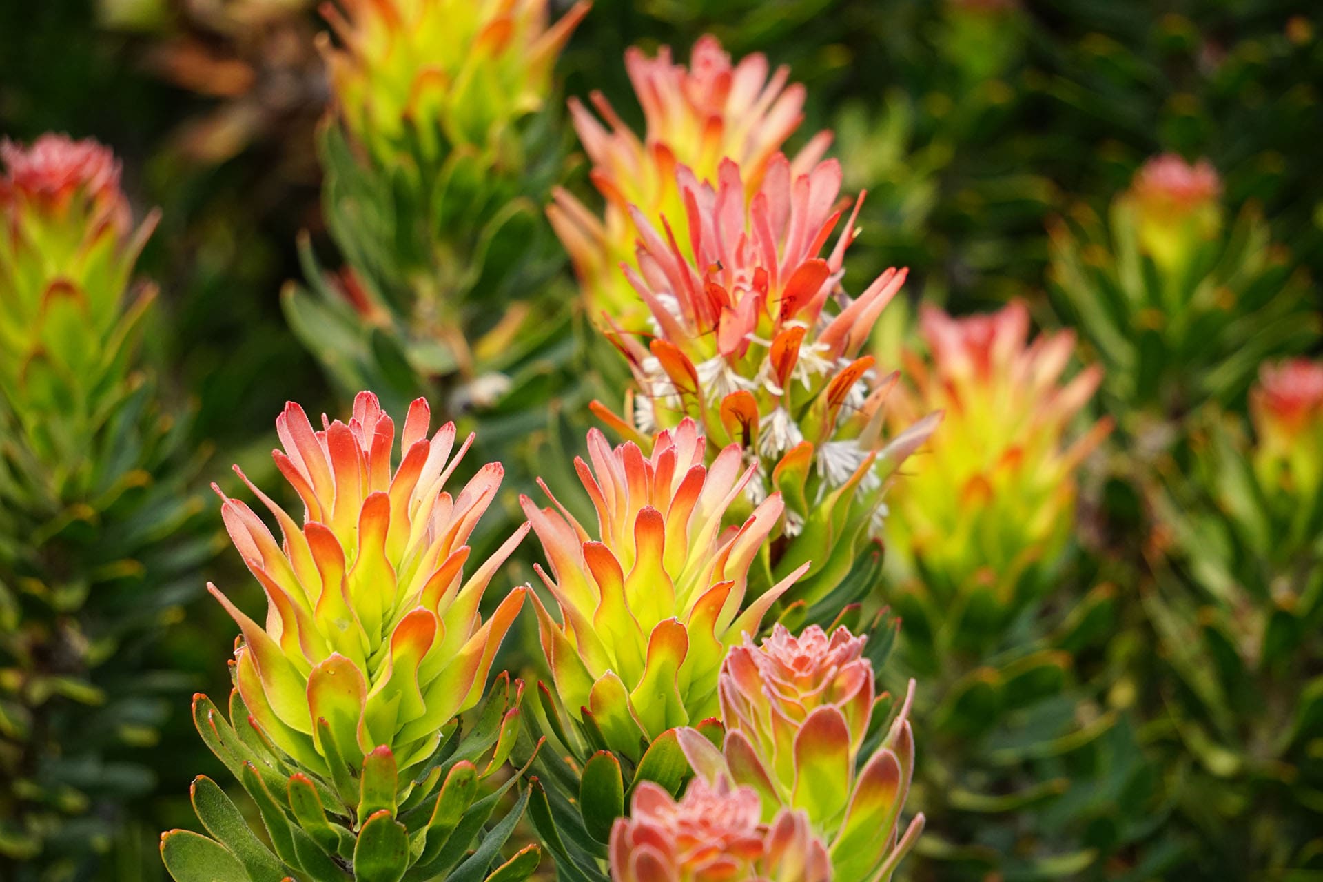 Mimetes-cucullatus-protea-spring-Cape-Town