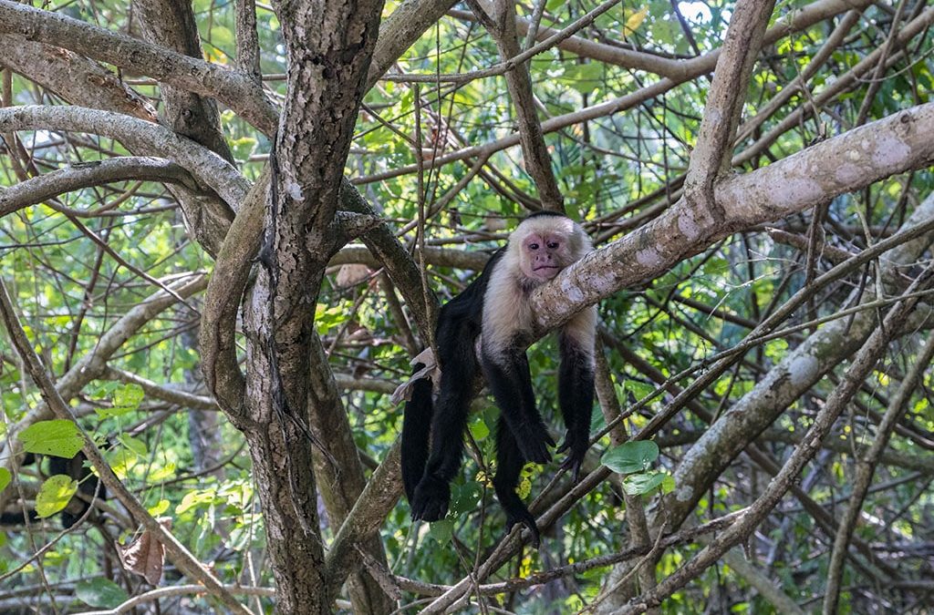 Watch all Monkey Species of Costa Rica in One Place