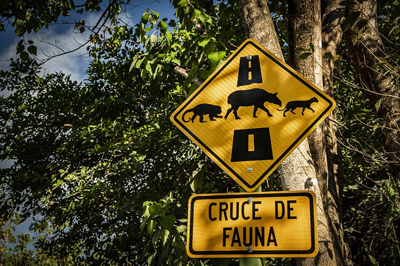 Animal Crossing Road Sign on Osa Peninsula in Costa Rica