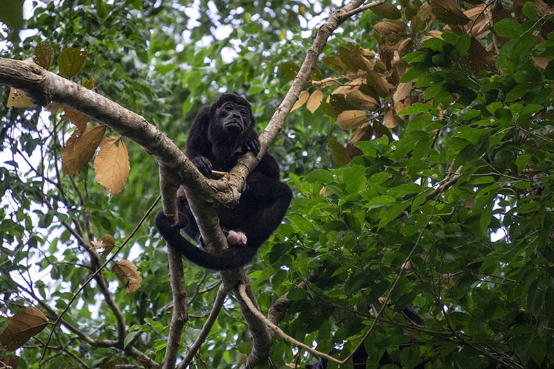 A male Mantled Howler Monkey