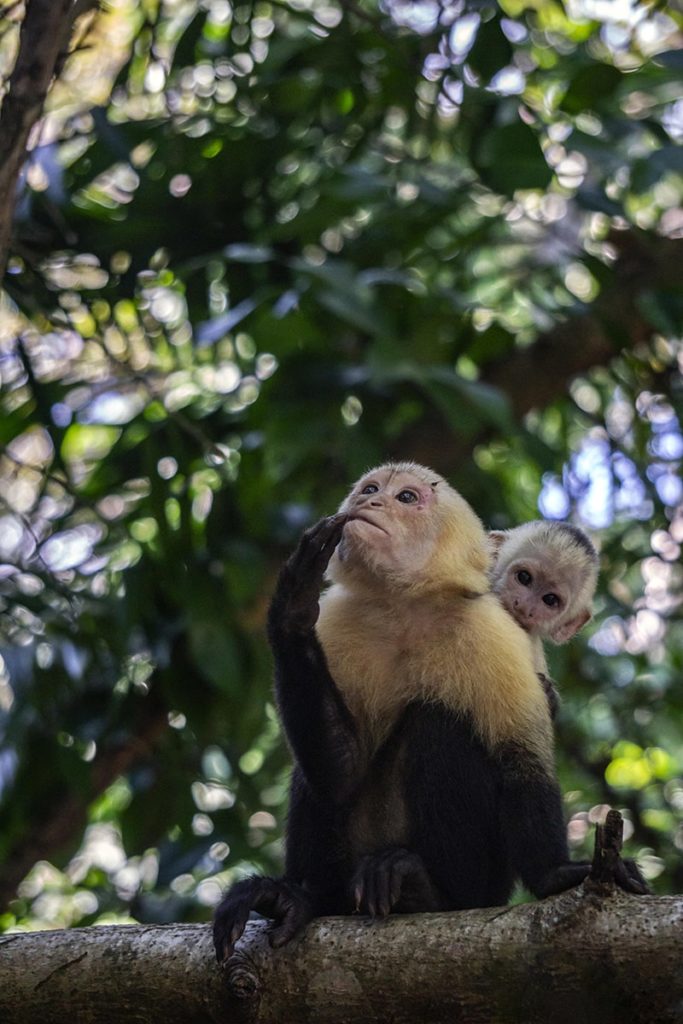 White-faced Capuchin Monkey female with a baby on Osa Peninsula-Costa Rica