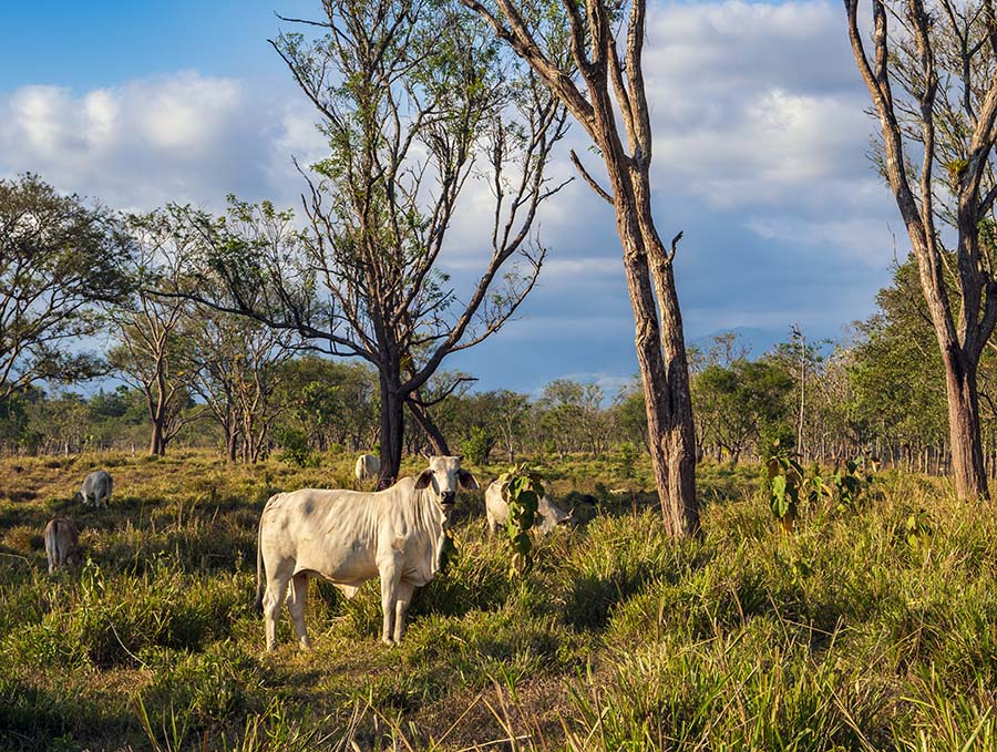 Cattle on a pasture at the foot of Talamanca Mountains in Costa Rica
