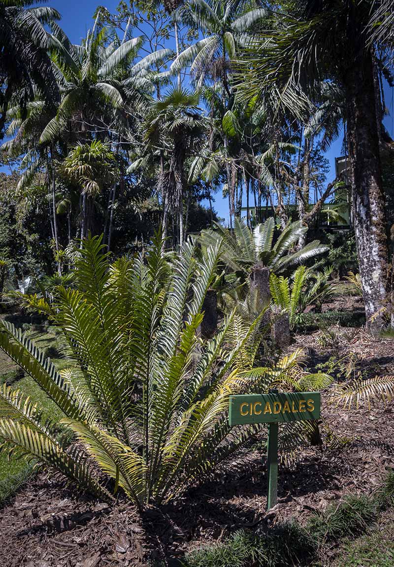 Collection of cycads at Wilson Botanical Garden in San Vito Costa Rica