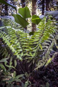 Costa_Rican_Zamia_fairchildiana