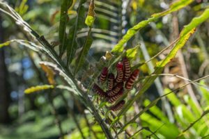 Larvae_White_tipped_Cycadian_Eumaeus_godarti_Hairstreak_butterfly_zamia_predator