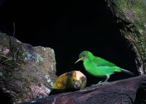 Female Honey Creeper at the bird feeder at Los Cusingos