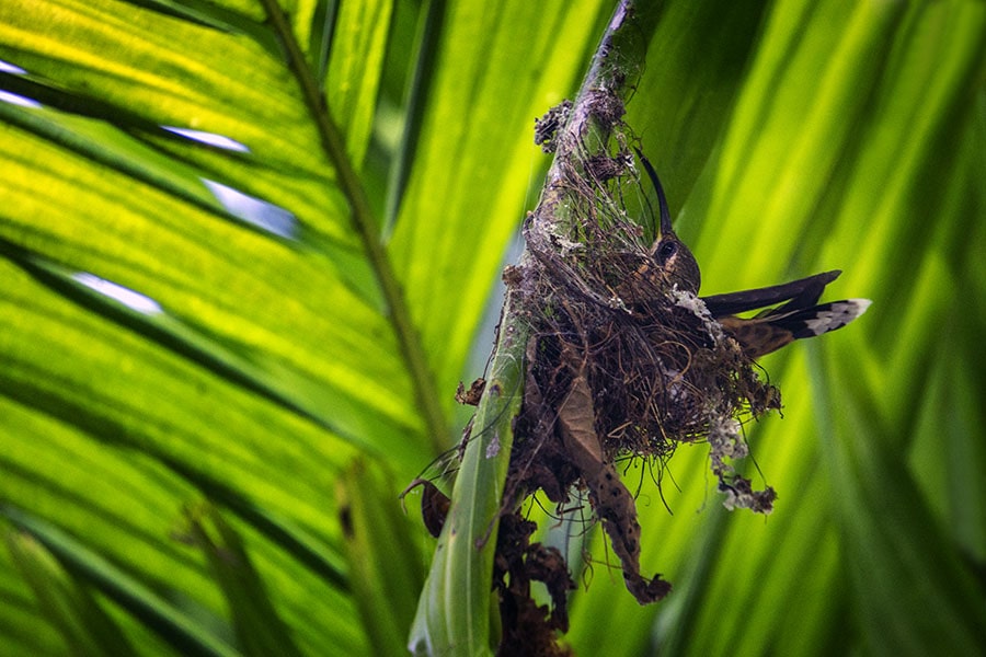 Nesting Hermit Hummingbird Costa Rica