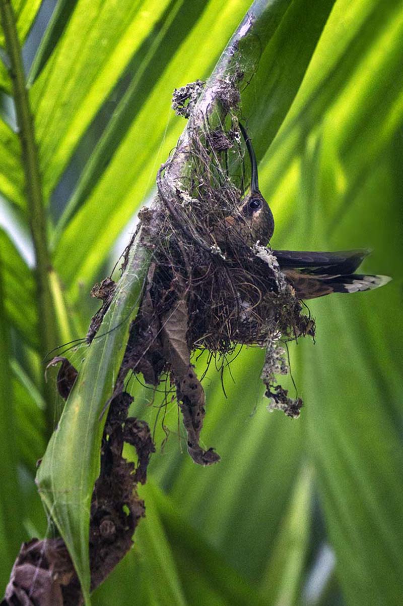 Nesting_Bronzy_Hermit_Costa_Rica