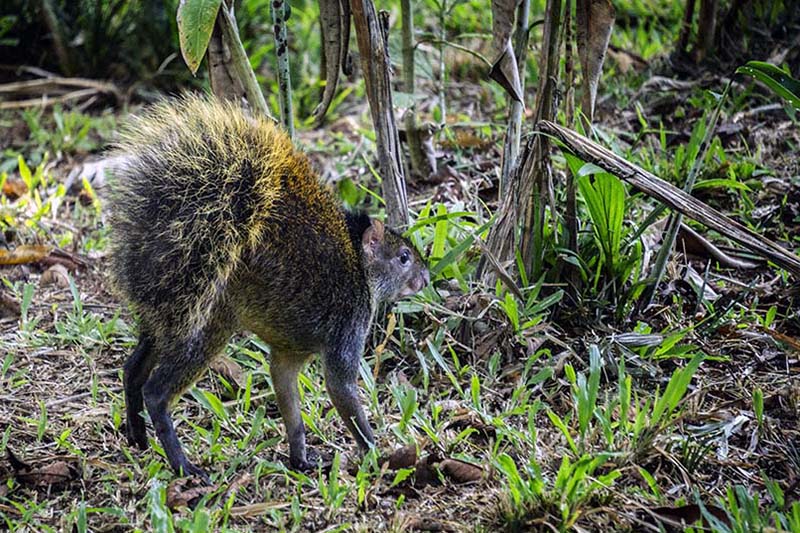 Agouti frightened by a coati