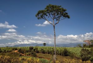 Sugar cane plantations near Los Cusingos