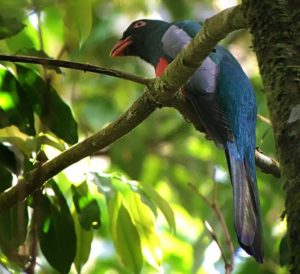 Slaty-tailed Trogon at Los Cusingos