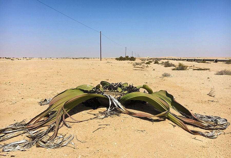 Welwitschia plains near Swakopmund Namibia