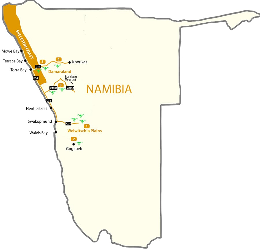 Where to find wild Welwitschia mirabilis in Namibia