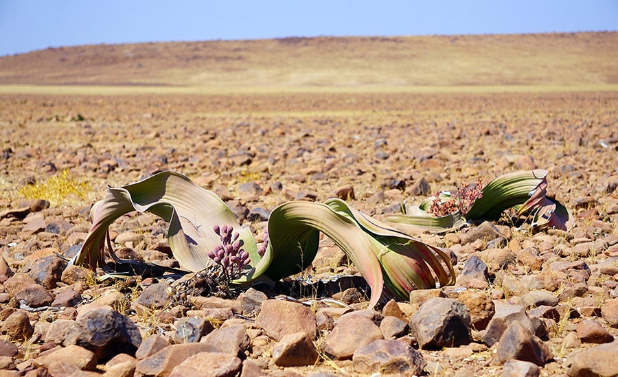 wild female and male Welwitschia plants in Damaraland Namibia