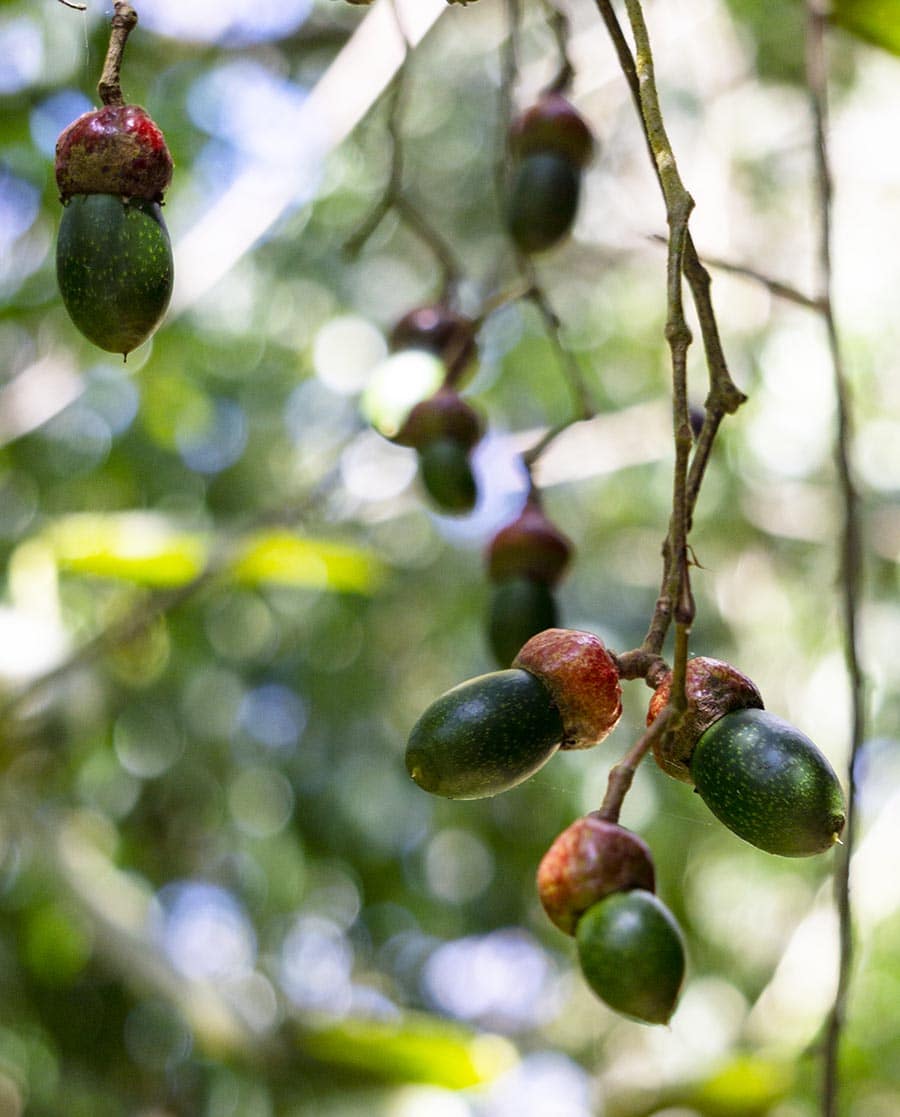 Fruits of Quizarra (Ocotea) tree, a wild relative of avocado