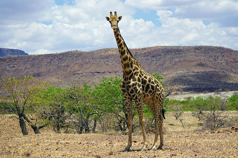 Wild male giraffe in the Mopane Savanna of Damaraland Namibia