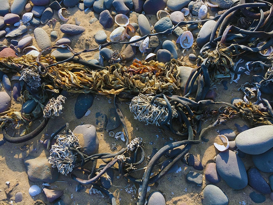 Beach cast seaweeds on Skeleton Coast National Park in Namibia
