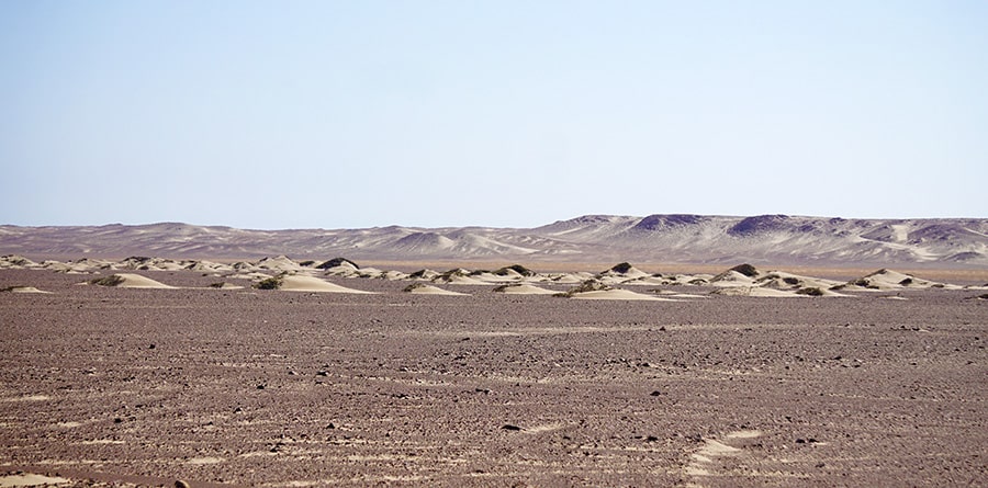 Lichen fields and sand hummocks around desert plants of Skeleton Coast in Namibia
