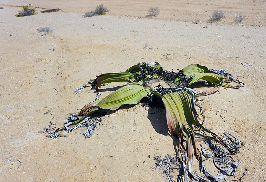 Male plant of Welwitschia Mirabilis in Namib Desert