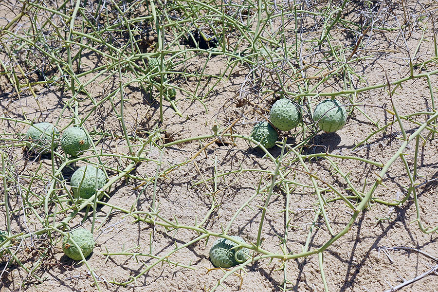 Nara Melon Plant Skeleton Coast Namibia