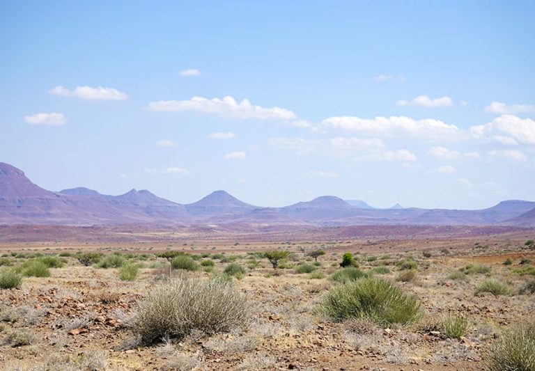 Skeleton Coast Plants – More Than Meets the Eye | Independent Travels ...