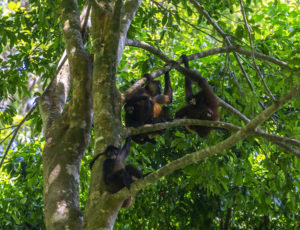 Spider monkey family near Matapalo Beach