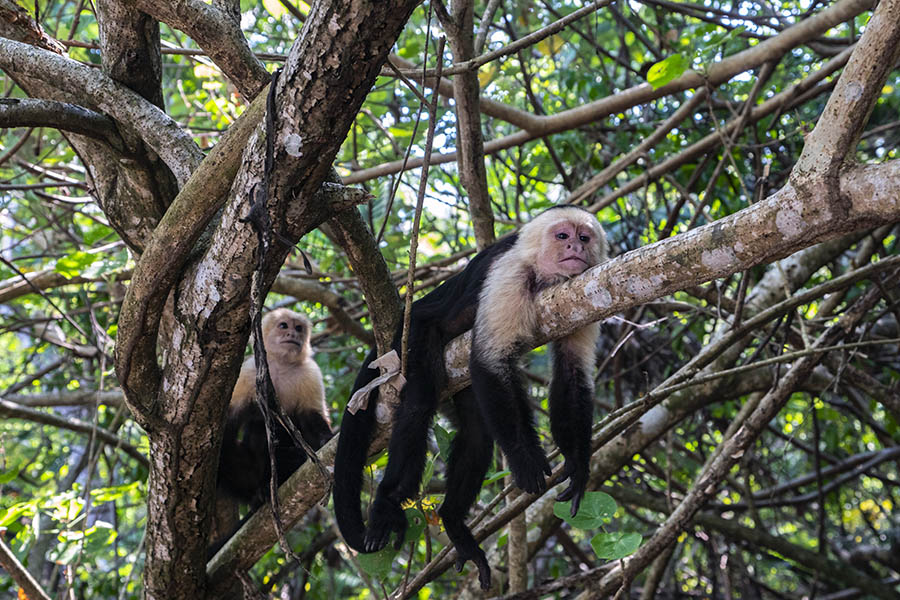 White-faced-capuchin-monkeys-Osa-Peninsula-Costa-Rica
