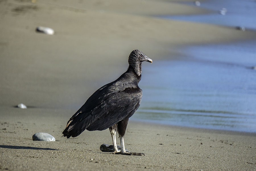 Black Vulture on Matapalo Beach