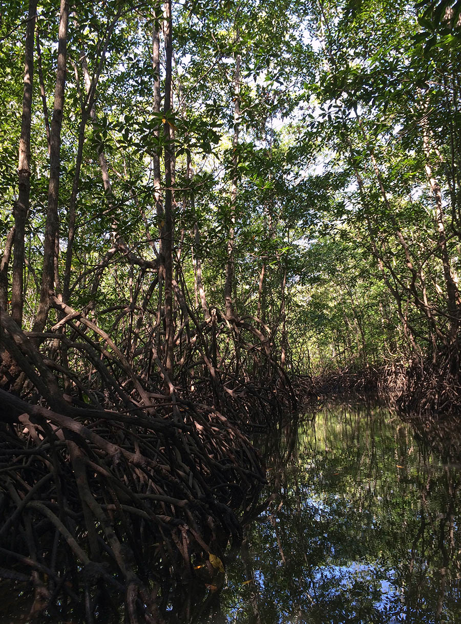 Boat tour to Sierpe River mangroves