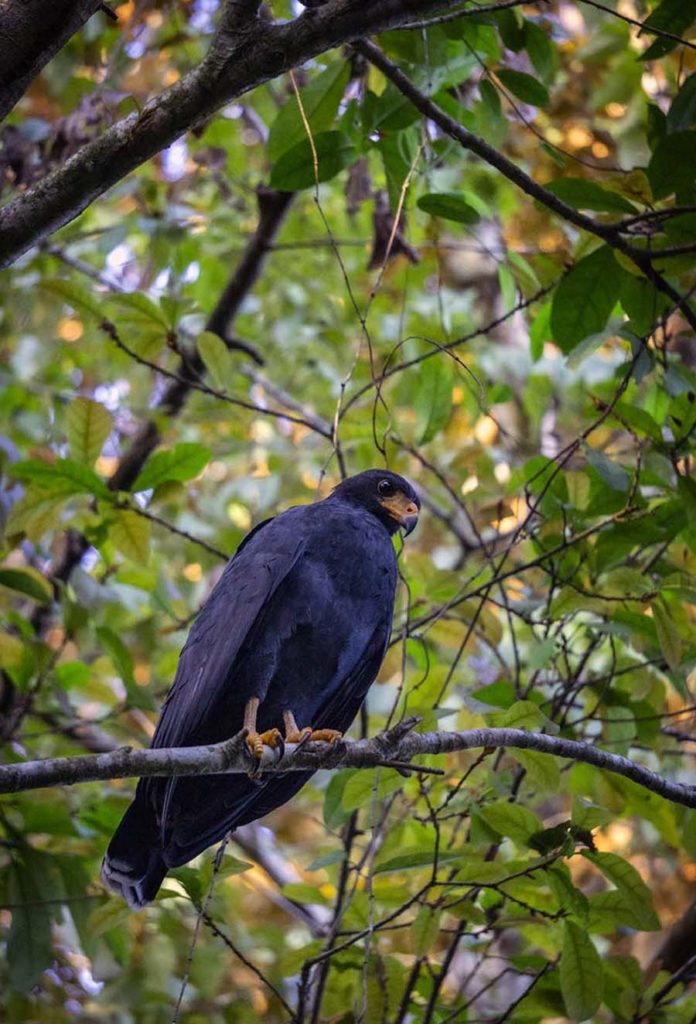 Common Black Hawk watching down from a tree branch
