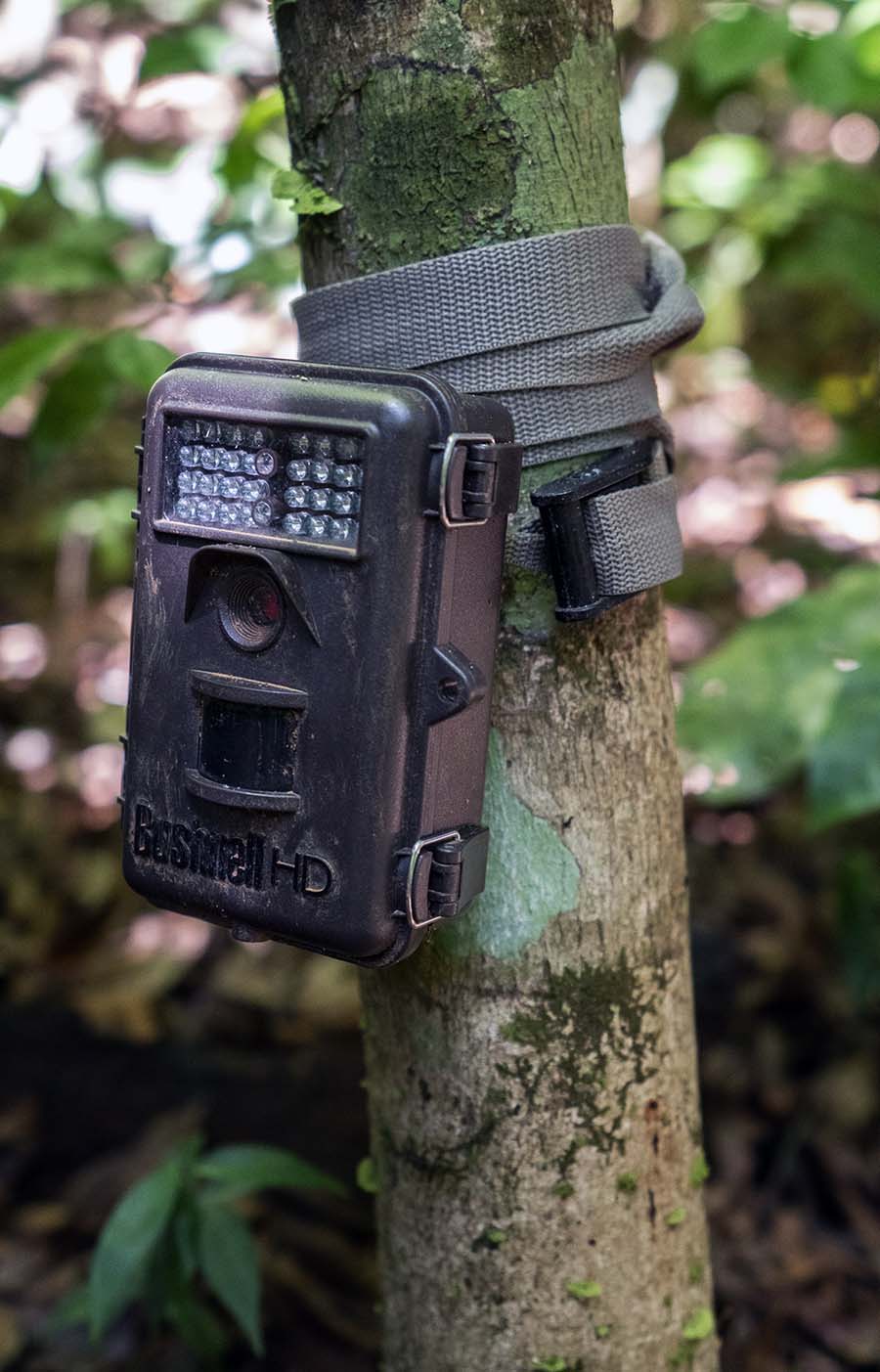 Motion-activated camera for surveying wildlife
