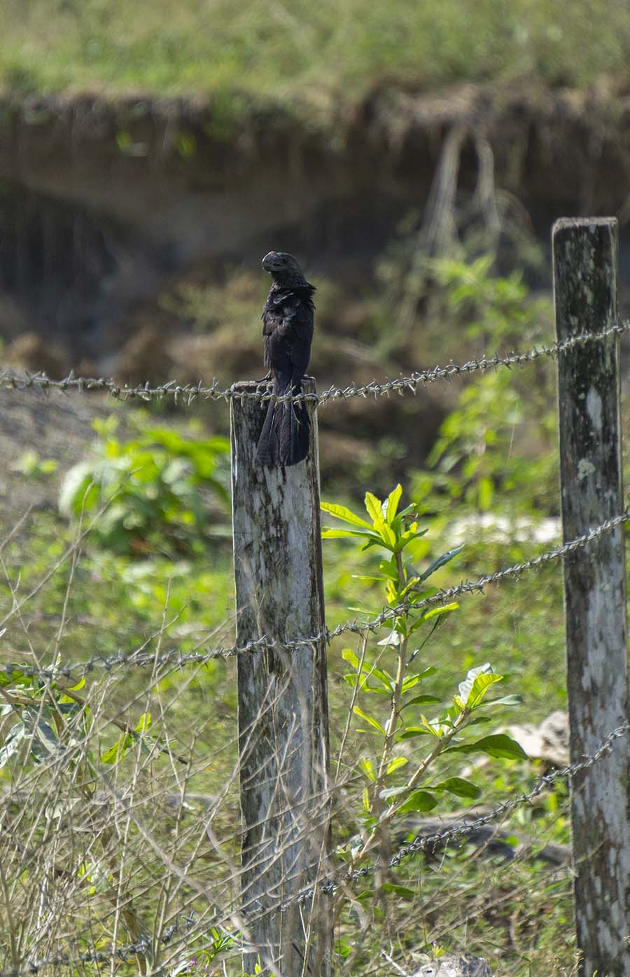 Smooth-billed Ani by a Pasture