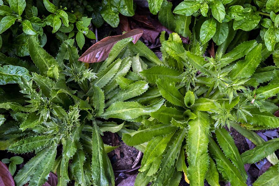 Wild long-leaf coriander growing in organic garden