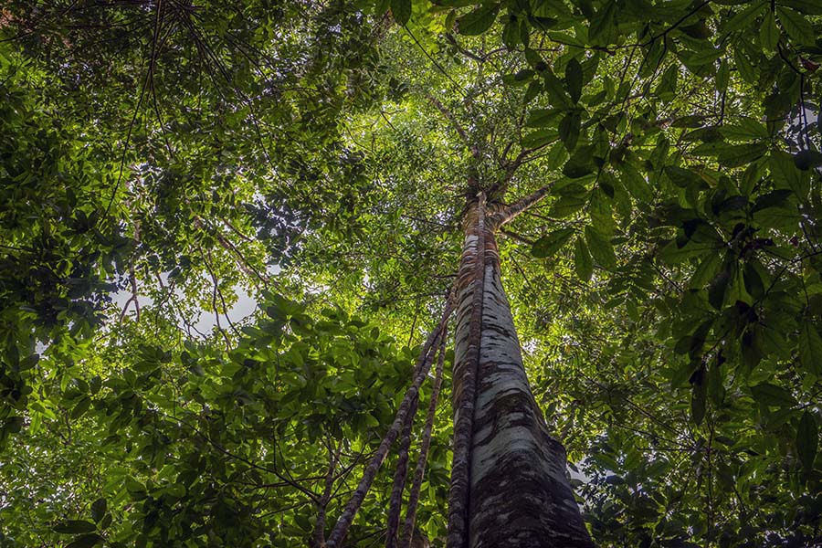 Primary rainforest on Osa Peninsula-Pacific Coast of Costa Rica