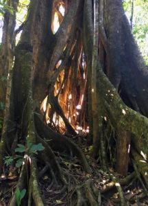 Strangler fig on Osa Peninsula