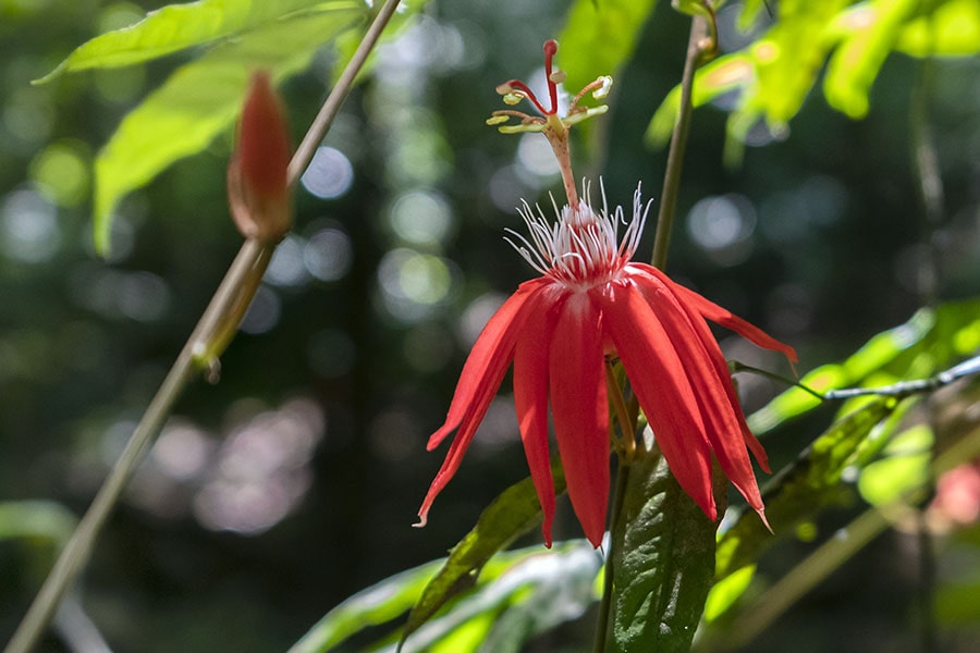 Wild-Passion-Flower-in-Primary-Rainforest-Costa-Rica
