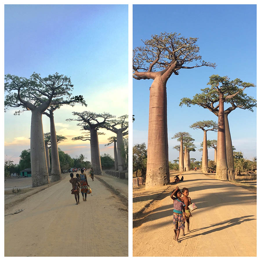 The Avenue of Baobabs near Morondova