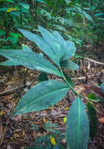 Costus or Spiral Ginger plant