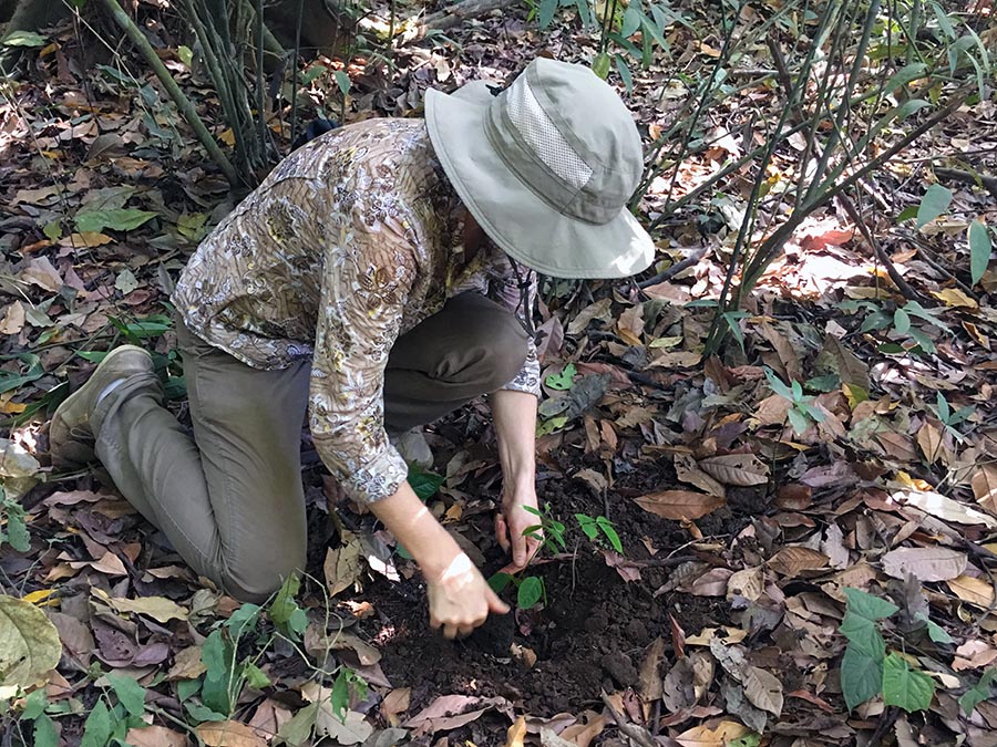 Planting a reseco tree on Osa Peninsula