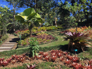 Bromeliad Hill Garden