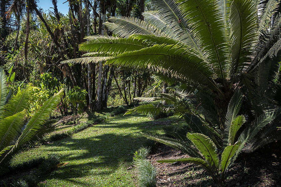 Collection of Cycads at Wilson Botanical Garden