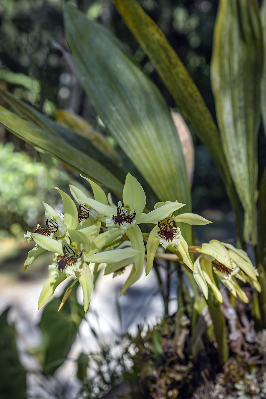 An Orchid in Wilson Botanical garden