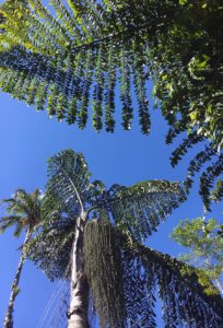 King Kong Palm Trees in Wilson Botanical Garden