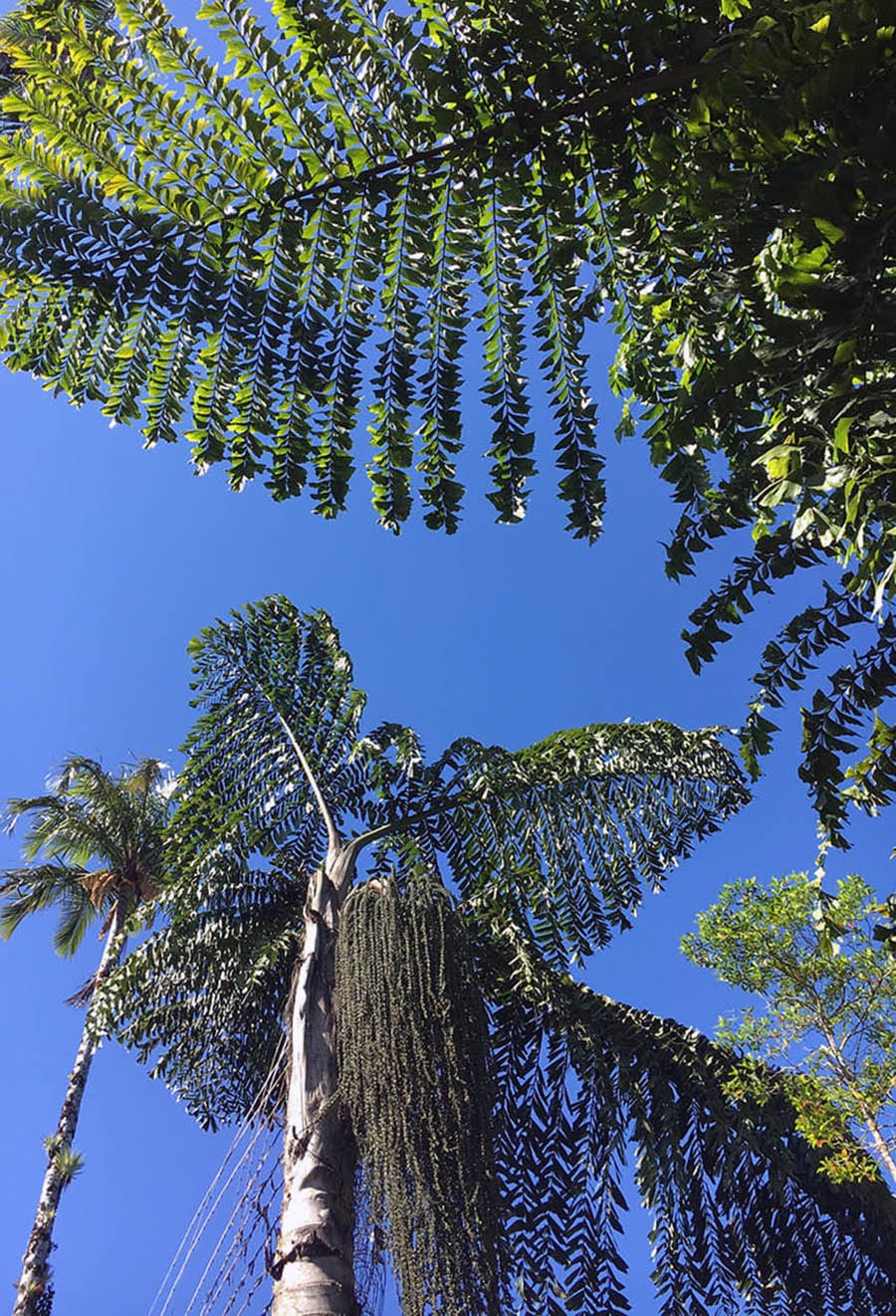 King Kong Palm Trees in Wilson Botanical Garden