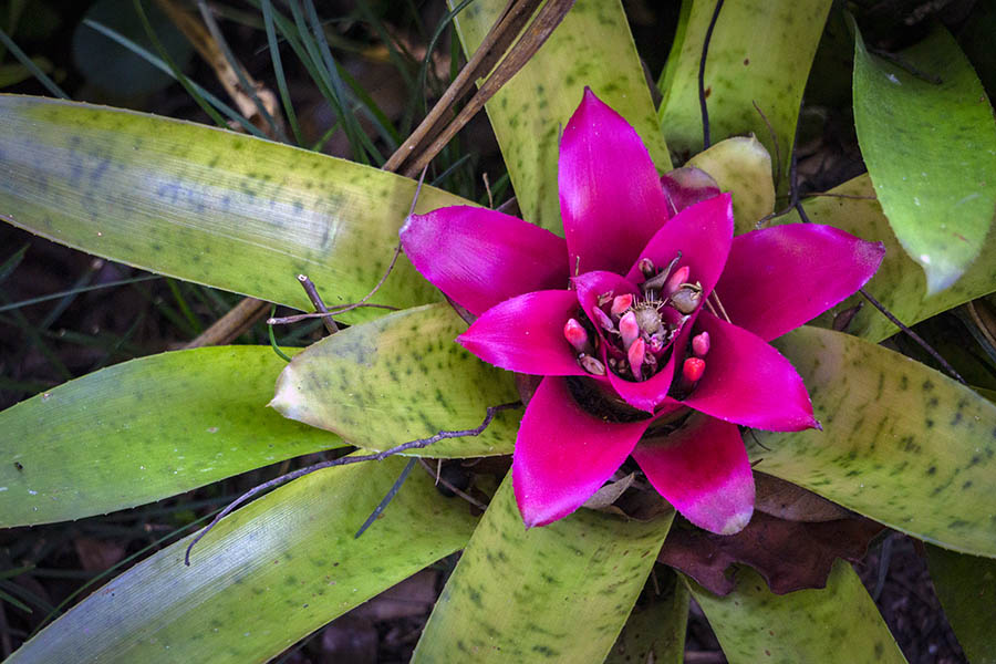 Showy Neoregelia bromeliad in Wilson Botanical Garden in Costa Rica