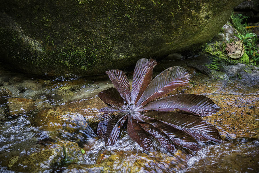 A leaf from a cecropia tree in a stream by a mossy rock