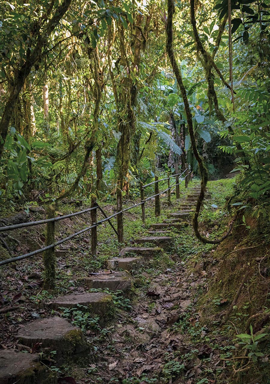 Rio Java forest trail