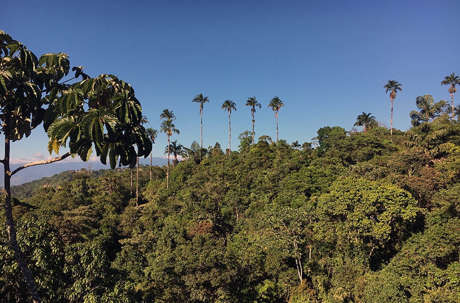 View from the Canopy Tower with Pigafetta palms and Cecropia tree